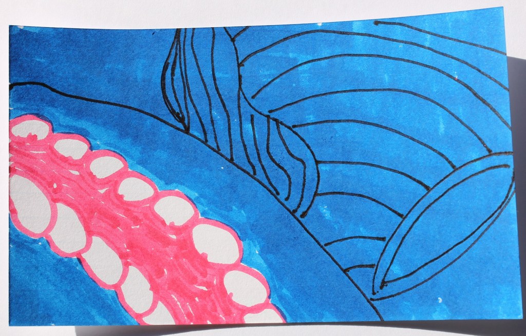 Abstract image of a solid blue area bisected by tow rows of white circles, with dark pink in between.  the blue is filled with black lines in curved parallel, smooth horizontal ones and wavy vertical ones.
